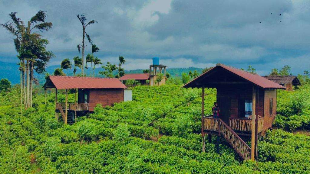 Image of  Misty Mountain- Sinharaja 
