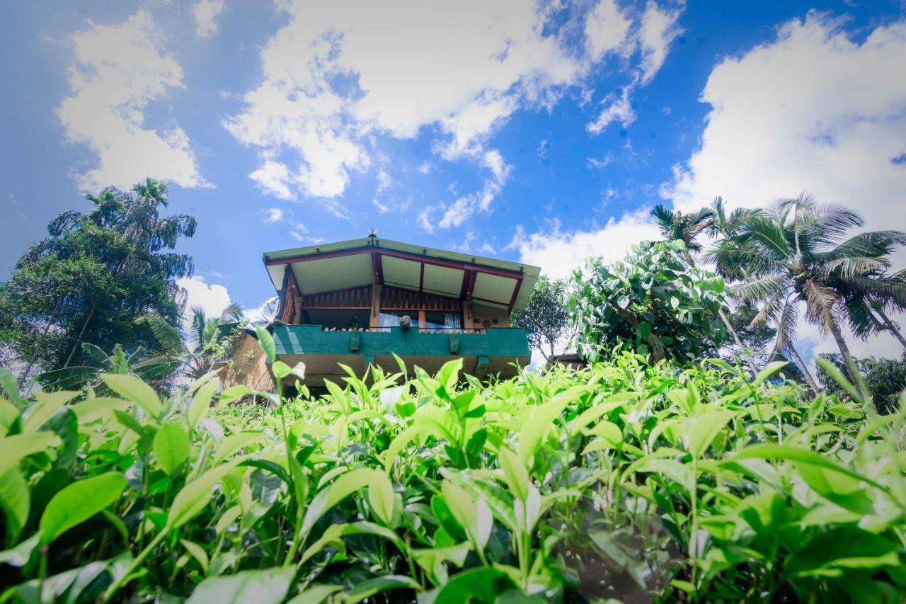 Image of  Rainforest View 