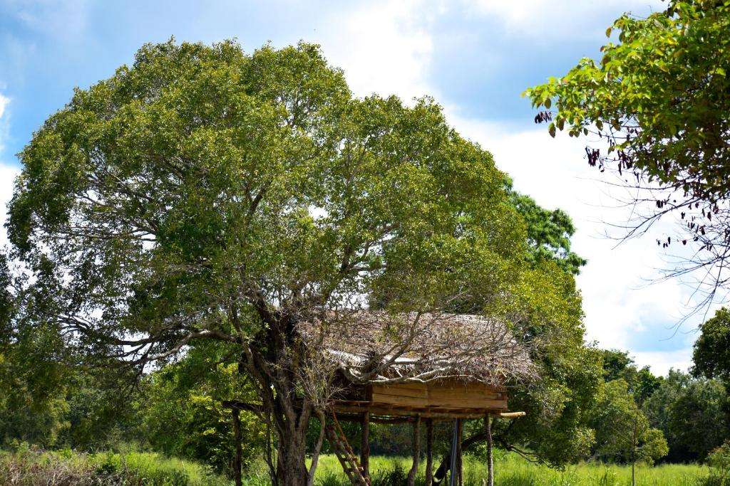 Image of  Habarana Wildwood Treehouse 