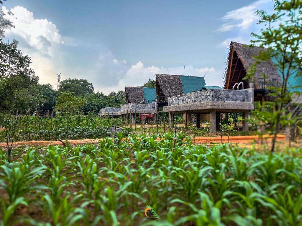 Image of  Habarana Tree House Ambasewana Resort 