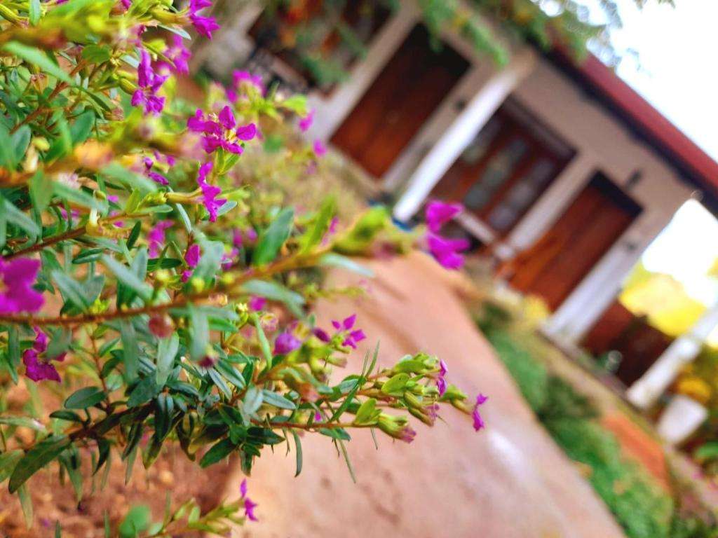 Image of  The Cozy Cottage Habarana 