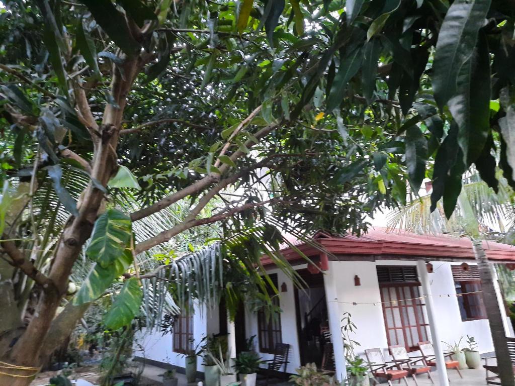 Image of  Eagle Homestay 