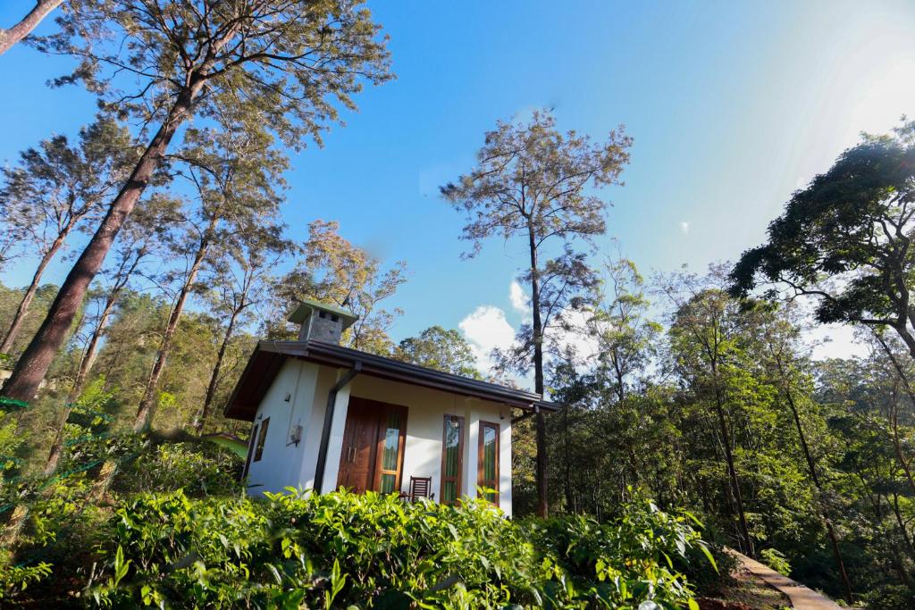 Image of  The Green Lush 