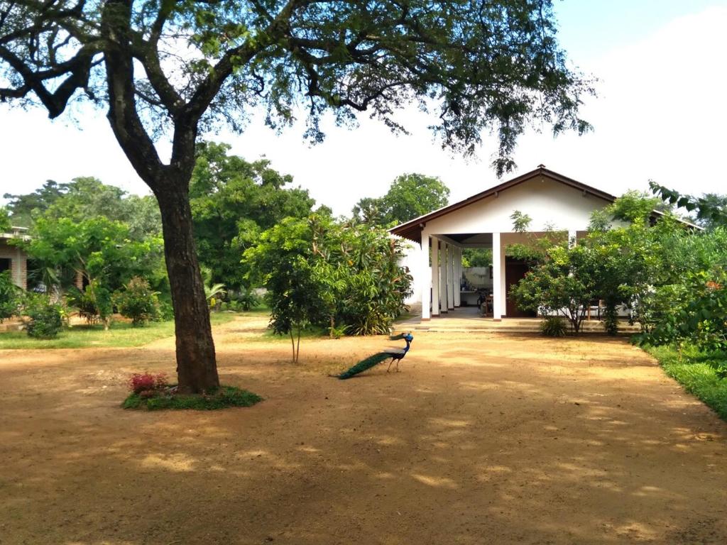 Image of  The Treasure - Habarana 
